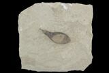 Legume Fossil - Green River Formation, Utah #97424-1